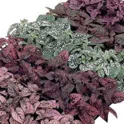 Confetti Compact Mix Polka Dot Seeds