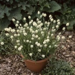 Bunny Tails Ornamental Grass Seeds -Botanical Bliss 01089 PK P1 2