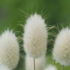 Bunny Tails Ornamental Grass Seeds -Botanical Bliss 01089 PK P1 3