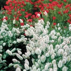 Bunny Tails Ornamental Grass Seeds -Botanical Bliss 01089 PK P1 4