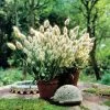 Bunny Tails Ornamental Grass Seeds 1 Bunny Tails Ornamental Grass Seeds -Botanical Bliss 01089 pk p1