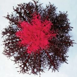 Red Peacock™ Hybrid Ornamental Kale Seeds