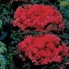 Nagoya Red Ornamental Kale Seeds -Botanical Bliss 01105 PK 500