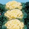 Nagoya White Ornamental Kale Seeds -Botanical Bliss 01107 PK 500