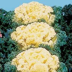 Nagoya White Ornamental Kale Seeds