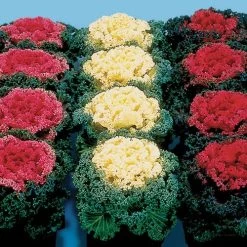 Nagoya Mix Ornamental Kale Seeds