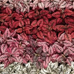 Splash Select Mix Polka Dot Seeds