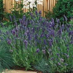Ellagance Purple Lavender Seeds