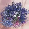 Regatta Mixture Lobelia Seeds -Botanical Bliss 01128 PK P1