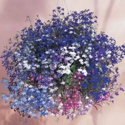 Regatta Mixture Lobelia Seeds