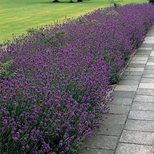 Munstead Lavender Heirloom Seeds 3 Munstead Lavender Heirloom Seeds