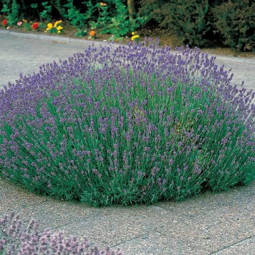 Munstead Lavender Heirloom Seeds 4 Munstead Lavender Heirloom Seeds - Image 2