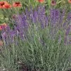 English Lavender Seeds -Botanical Bliss 01138