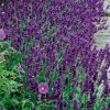Hidcote Blue Lavender Seeds 1 Hidcote Blue Lavender Seeds -Botanical Bliss 01140