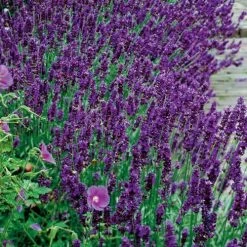 Hidcote Blue Lavender Seeds