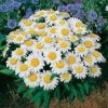 Snow Lady Shasta Daisy Seeds -Botanical Bliss 01149