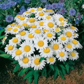 Snow Lady Shasta Daisy Seeds 3 Snow Lady Shasta Daisy Seeds