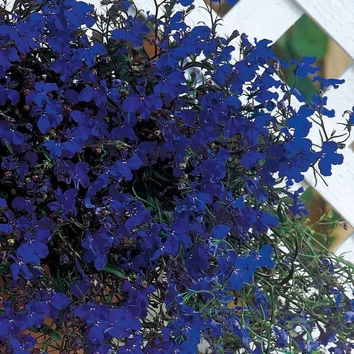 Regatta Midnight Blue Lobelia Seeds 3 Regatta Midnight Blue Lobelia Seeds