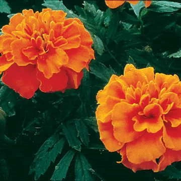 Janie Deep Orange Marigold Seeds 3 Janie Deep Orange Marigold Seeds