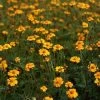 Golden Guardian Marigold Seeds -Botanical Bliss 01308 pk p1
