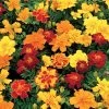 Safari Mix Marigold Seeds -Botanical Bliss 01373 PK 500
