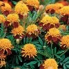 Tiger Eyes Marigold Seeds -Botanical Bliss 01388 pk p1