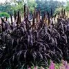Purple Majesty Ornamental Hybrid Millet Seeds