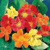 Whirlybird Mix Nasturtium Seeds -Botanical Bliss 01408 pk p1