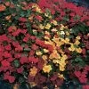 Park Seed Fragrant Giants Nasturtium Seeds -Botanical Bliss 01411 pk p1