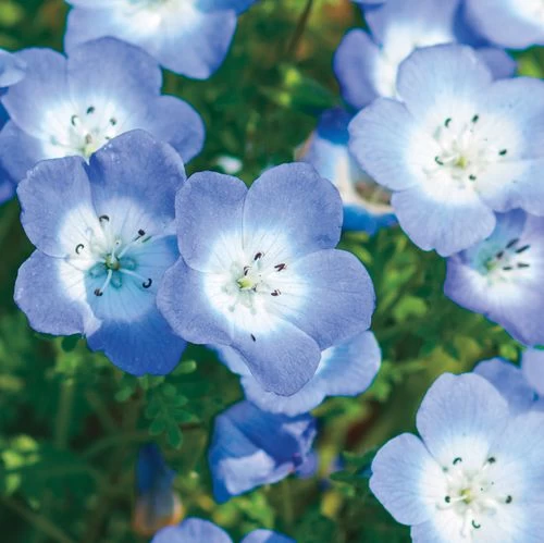 Baby Blue Eyes Seeds 4 Baby Blue Eyes Seeds - Image 2