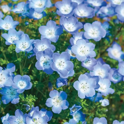 Baby Blue Eyes Seeds 3 Baby Blue Eyes Seeds