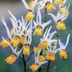'Masquerade' Nemesia Flower Seeds