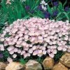 Evening Primrose Seeds -Botanical Bliss 01454 pk p1