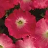 Easy Wave® Rosy Dawn Hybrid Petunia Seeds -Botanical Bliss 01519 PK 100