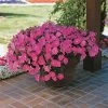 Easy Wave® Pink Petunia Seeds -Botanical Bliss 01522 PK 100