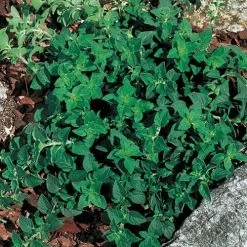 Greek Oregano Seeds 5 Greek Oregano Seeds -Botanical Bliss 01523 PK P1 1