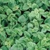 Greek Oregano Seeds -Botanical Bliss 01523 pk p1