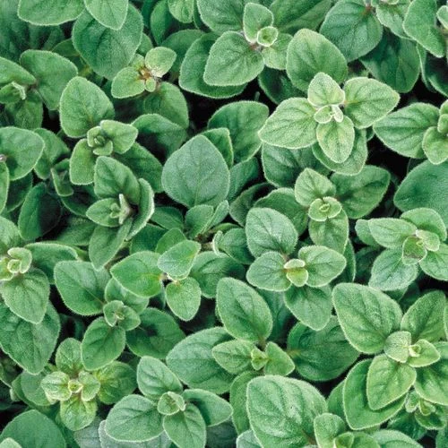 Greek Oregano Seeds 3 Greek Oregano Seeds