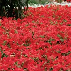 Easy Wave® Red Hybrid Petunia Seeds -Botanical Bliss 01530 PK 100 1