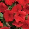 Easy Wave® Red Hybrid Petunia Seeds 2 Easy Wave® Red Hybrid Petunia Seeds -Botanical Bliss 01530 pk 100