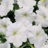 Easy Wave® White Petunia Seeds -Botanical Bliss 01533 pk 100