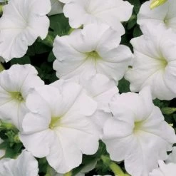 Easy Wave® White Petunia Seeds