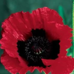 Great Scarlet Poppy Seeds