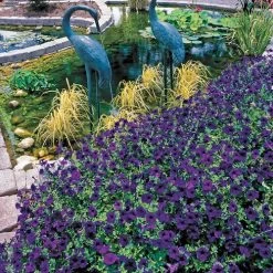 Wave® Blue Hybrid Petunia Seeds -Botanical Bliss 01538 PK 100 2