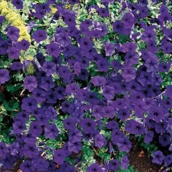 Wave® Blue Hybrid Petunia Seeds -Botanical Bliss 01538 PK 100 3