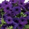 Wave® Blue Hybrid Petunia Seeds