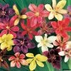 Park Seed Candy Lily Seeds 1 Park Seed Candy Lily Seeds -Botanical Bliss 01540 pk p1