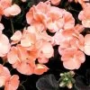 Black Velvet Salmon Hybrid Geranium Seeds -Botanical Bliss 01561 PK 100
