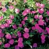 Wave® Pink Petunia Seeds