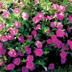 Wave® Pink Petunia Seeds